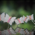 18CT WHITE & YELLOW GOLD BUTTERFLY CUFF